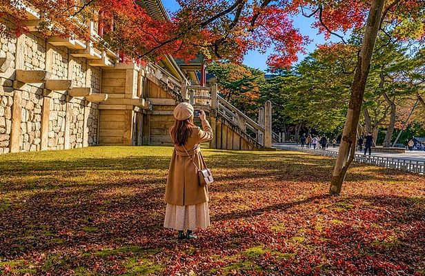 Gyeongju Autumn Foliage & Pink Muhly Tour from Busan