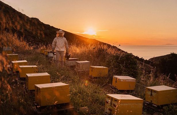 Naxos Estate Olive Oil & Honey Tasting & Farm-to-Table Breakfast