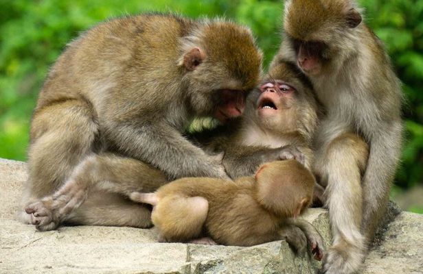 Private Jigokudani Snow Monkeys and Local Brewery Tour