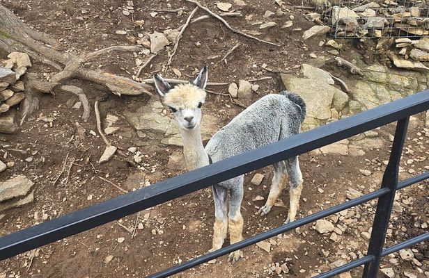 Alpaca Sheep Ranch, Nami, Petite France Private Tour from Seoul