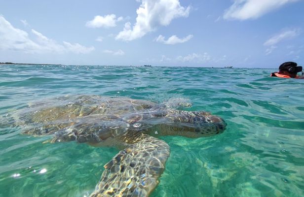 Snorkeling with turtles and swimming in cenote with crystal clear waters