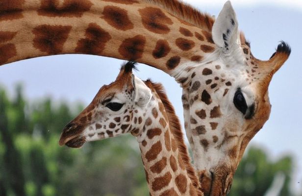 Giraffe Centre & Free Visit to Kobe Beads Factory Experience