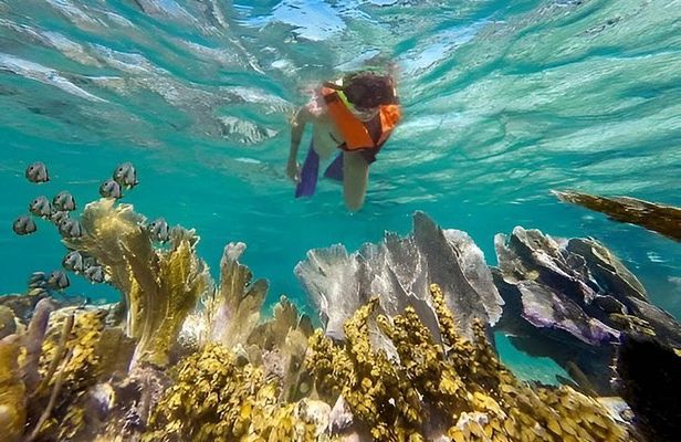 Puerto Morelos Reef Snorkeling Experience