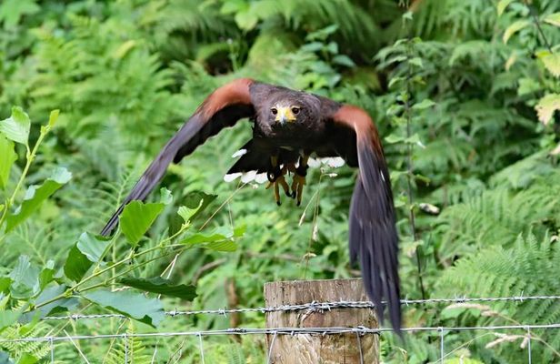 Private Woodland Hawk Experience Inverness