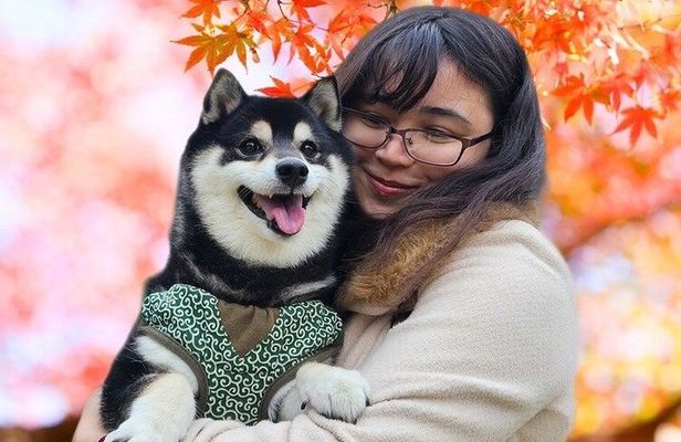 Tokyo Shiba Inu Shrine Walk | Discover Tokyo's Hidden Side