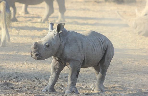 Livingstone: White Rhino Tracking Safari in Mosi-oa-Tunya