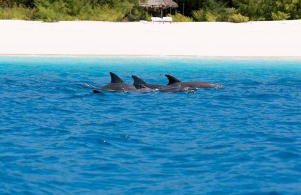 Mnemba dolphin tour ,Jozani forest & Salam cave +pick up