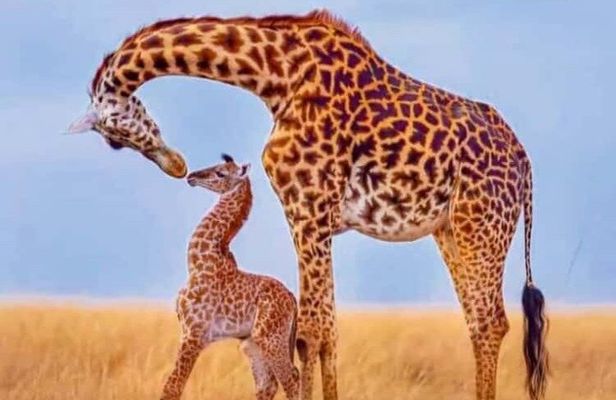 4 Days wild lifeTarangire, Serengeti & Ngorongoro from znz