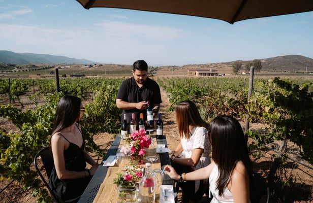 Wine Tasting Among Vineyards with Panoramic Views of the Valley