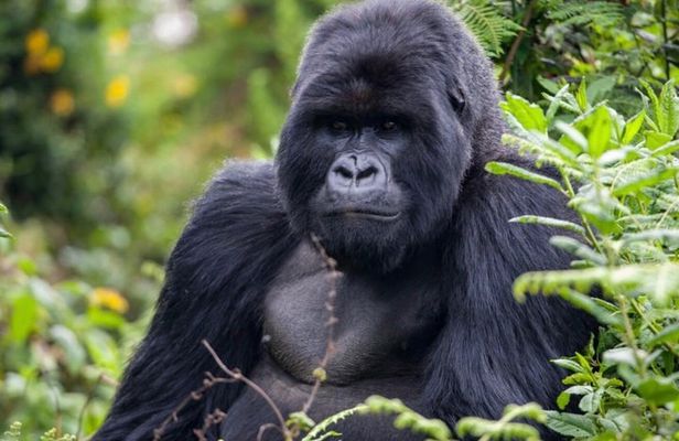 One-Day Gorilla Trekking Experience – Rwanda or Uganda
