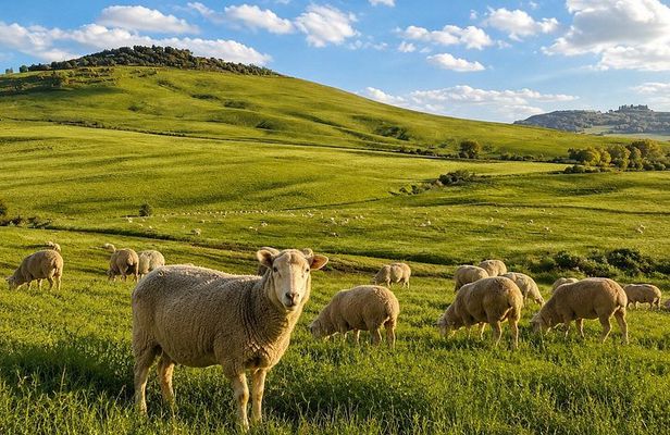 Farm Tour with Pecorino to Ricotta Craft Beer Tasting near Pienza
