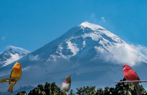 Bird watching in the Iztaccíhuatl-Popocatépetl from CDMX