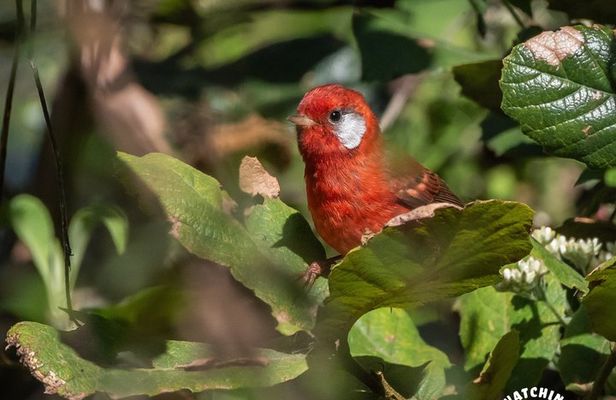Bird watching in Mexico City, half day