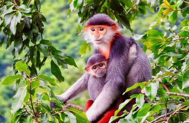 Son Tra Monkey Tour: Spot Red-Shanked Douc & Sightseeings Private