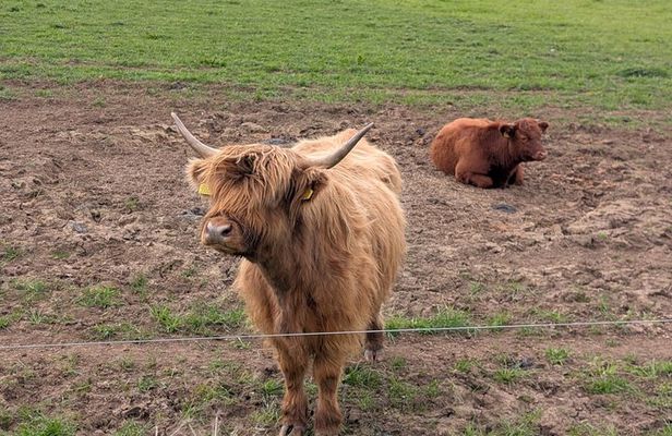 Private Loch Lomond Highlands Tour