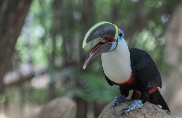 Barú National Aviary and Playa Blanca Tour with Lunch