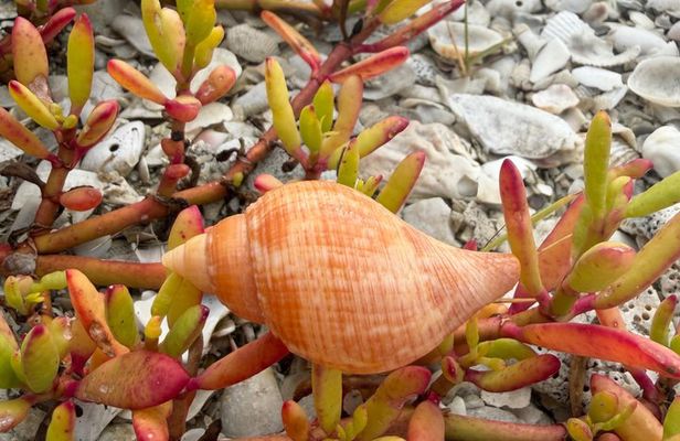 Guided Shelling Adventure in the Ten Thousand Islands