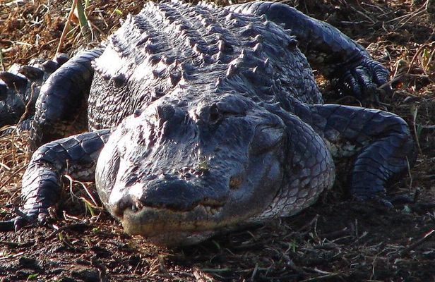 1-Hour Private Airboat Tour in Kissimmee