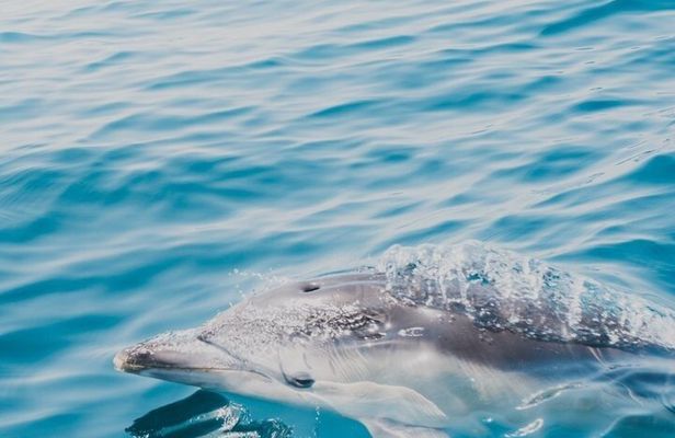 2 Hour Sea Safari RIB Boat Trip