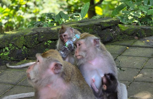 Bali Ubud Activities Tour
