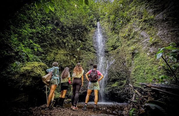Howler Monkey Experience: Nature, Filandia & Local Flavors