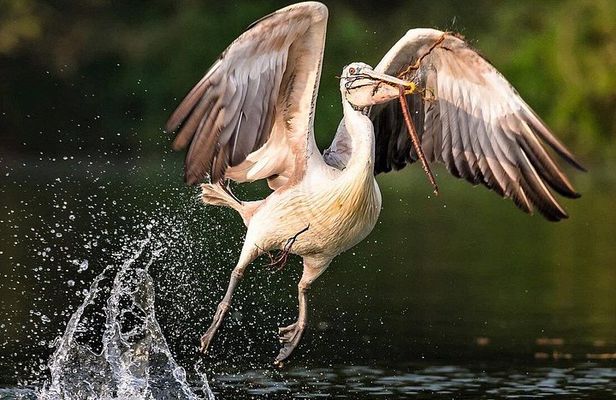 Full-Day Prek Toal Bird Sanctuary & Floating Village Private Tour