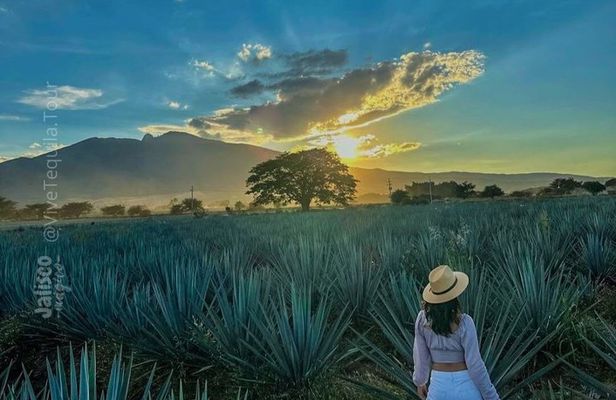 Full Day Tour to Tequila and Amatitán with Fun and Culture