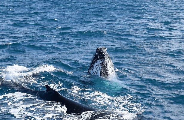 Melbourne: 6-hour Wilsons Prom Whale Watching