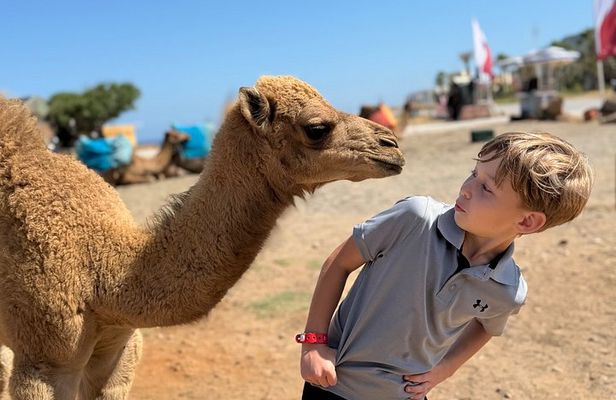Tangier Shore Excursion with Cruise Ship Pickup & Camel Ride