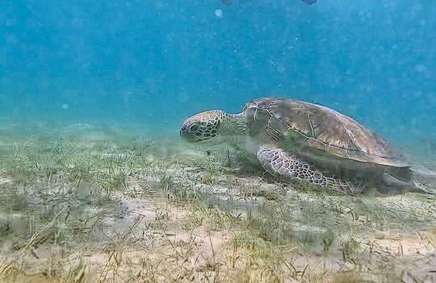 Snorkeling in Paradise