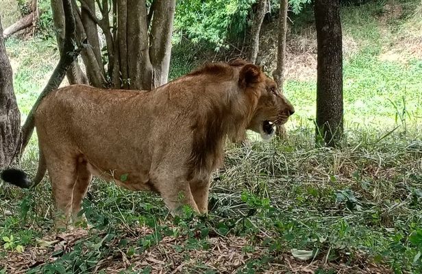 Wild life Safari + Bengaluru sightseeing and Lunch