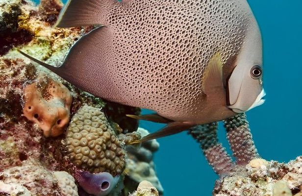 Isla Mujeres Beginner/Family Scuba Diving Experience
