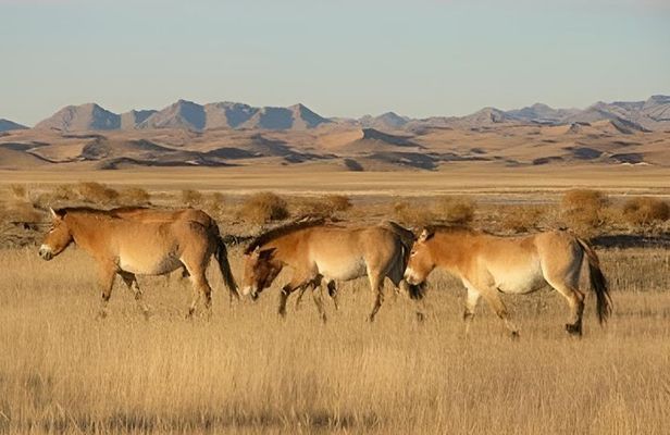 3 Days Khustai and Terelj National parks tour