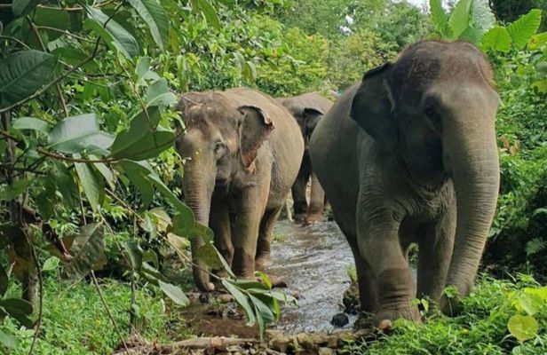 Koh Lanta Elephant Experience with Hotel Transfer