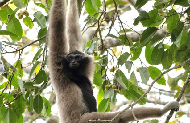 Khao Yai National Park Day Tour with Kayaking and Night Safari