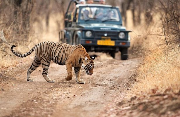 6 Days Delhi Agra Jaipur Tour with Ranthambore National Park
