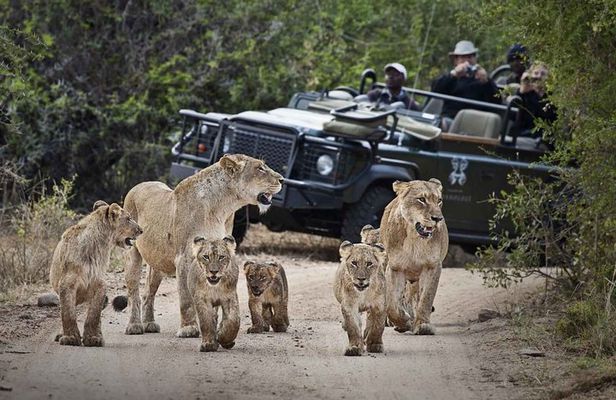 Safari Game Drive Zambezi National Park