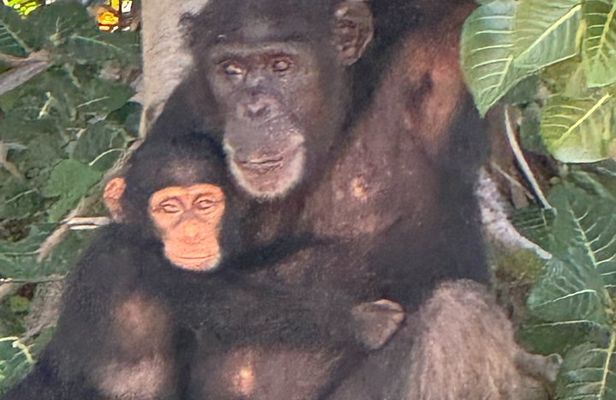 Hippos Chimpanzees and Stone Circles Cycling Experience