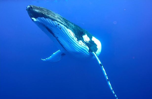 Whale Watching and Swimming with Humpback Whales in Moorea