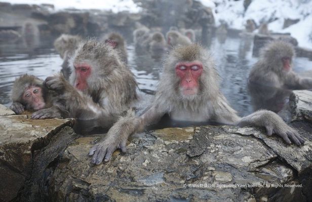 Snow Monkey Park, Zenko-ji Temple & Foodie Tour from Nagano