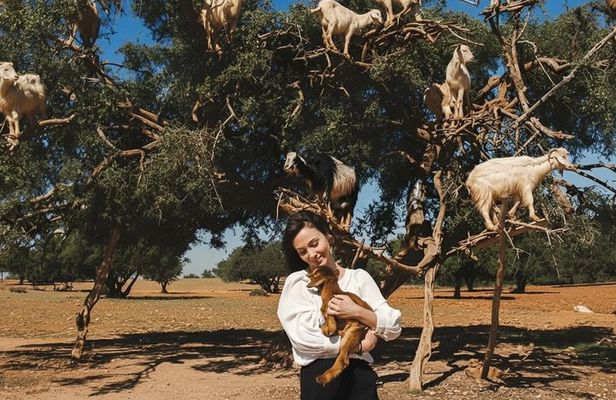 Goat on trees & Crocodile Park Including Tickets and Hotel Pickup