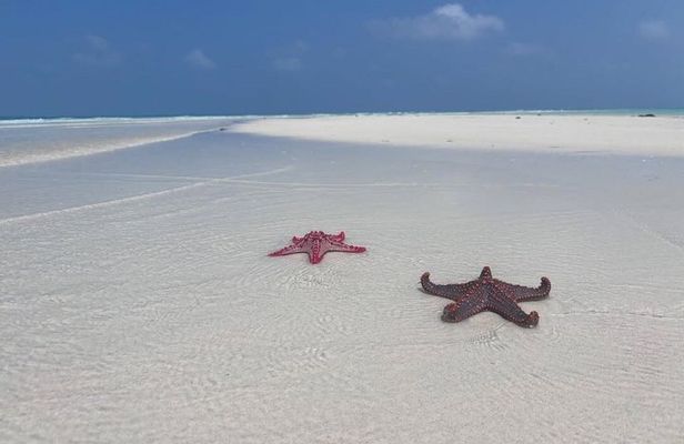 Zanzibar Starfish and Blue Lagoon snorkeling Tour