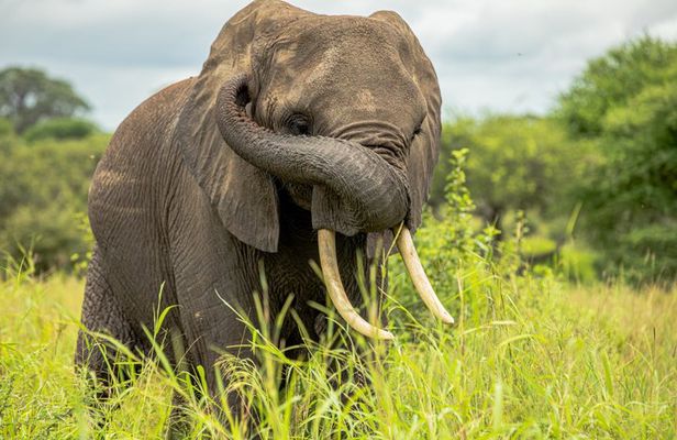 5 Days Tanzania Safari- Tarangire, Serengeti, Ngorongoro, Manyara