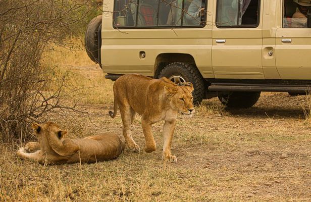 4 Days Tanzania Safari - Tarangire, Serengeti, Ngorongoro Crater