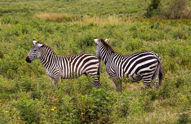 3 Days Tanzania Safari - Manyara, Ngorongoro & Tarangire