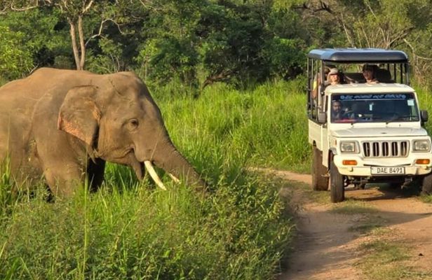 Wasgamuwa National Park Safari Jeep Tour Wildlife Encounters