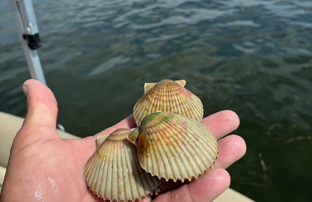 Scalloping Adventure Private Activity in Nature Coast Florida