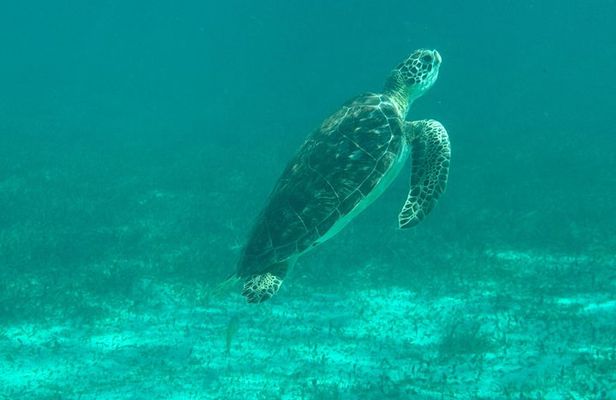 Puerto Morelos Reef Snorkeling Tour with Local Guide Victor