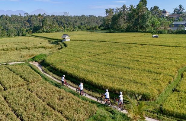 Downhill Cycling Bali: Bamboo Forest, Rice Fields & Countryside