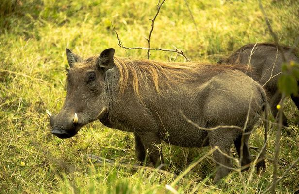 Tarangire National Park Day Trip